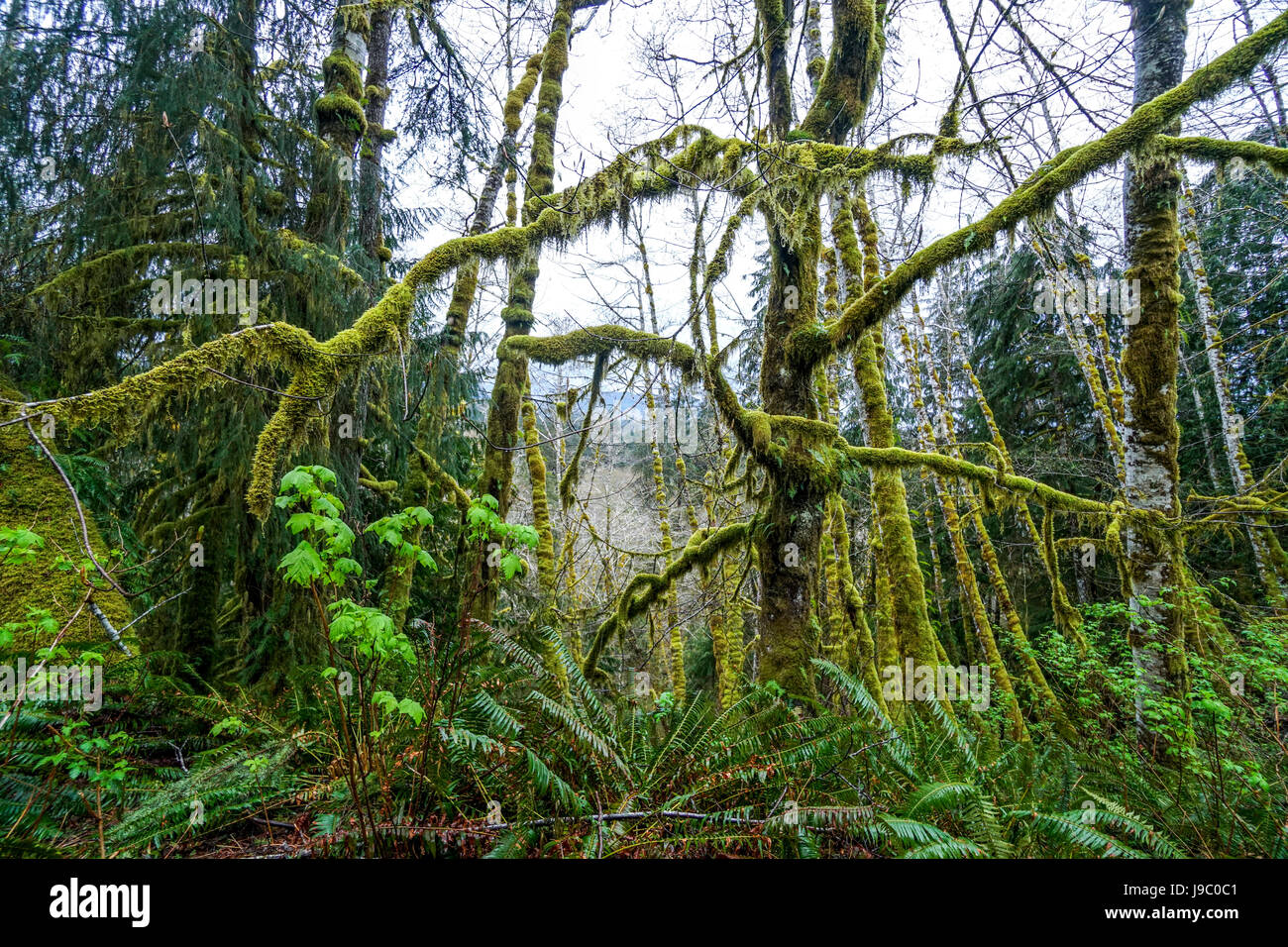 Impressive wilderness at Hoh Rain Forest with mossy trees - FORKS ...