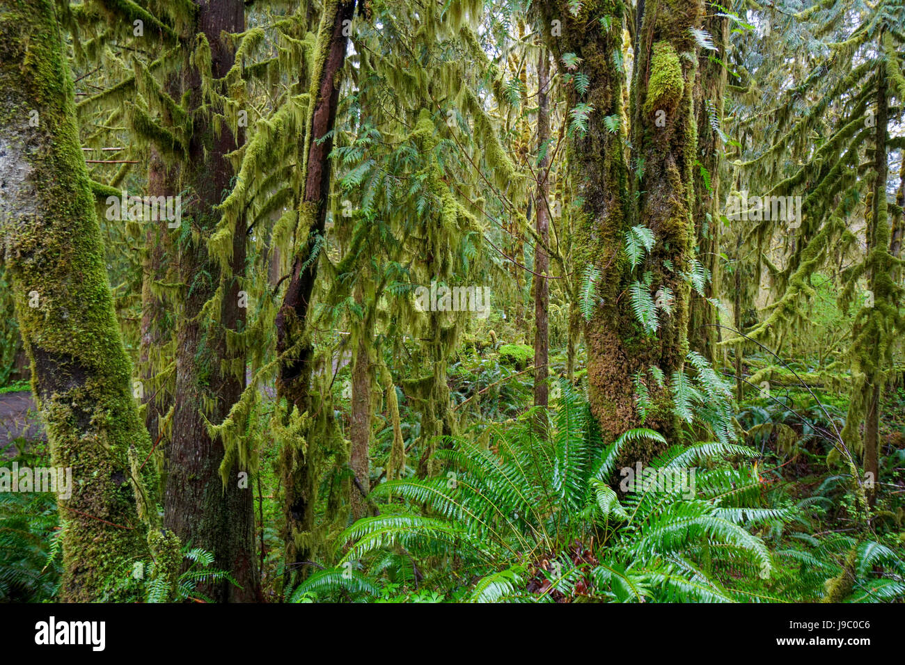 Famous Hoh Rain Forest on the Olympic Peninsula in Washington - FORKS ...
