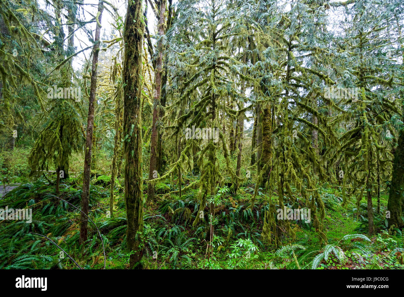 Impressive wilderness at Hoh Rain Forest with mossy trees - FORKS ...