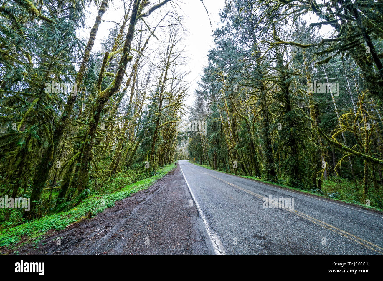 Hoh Road in the Hoh rain forest at Olympic National Park - FORKS ...