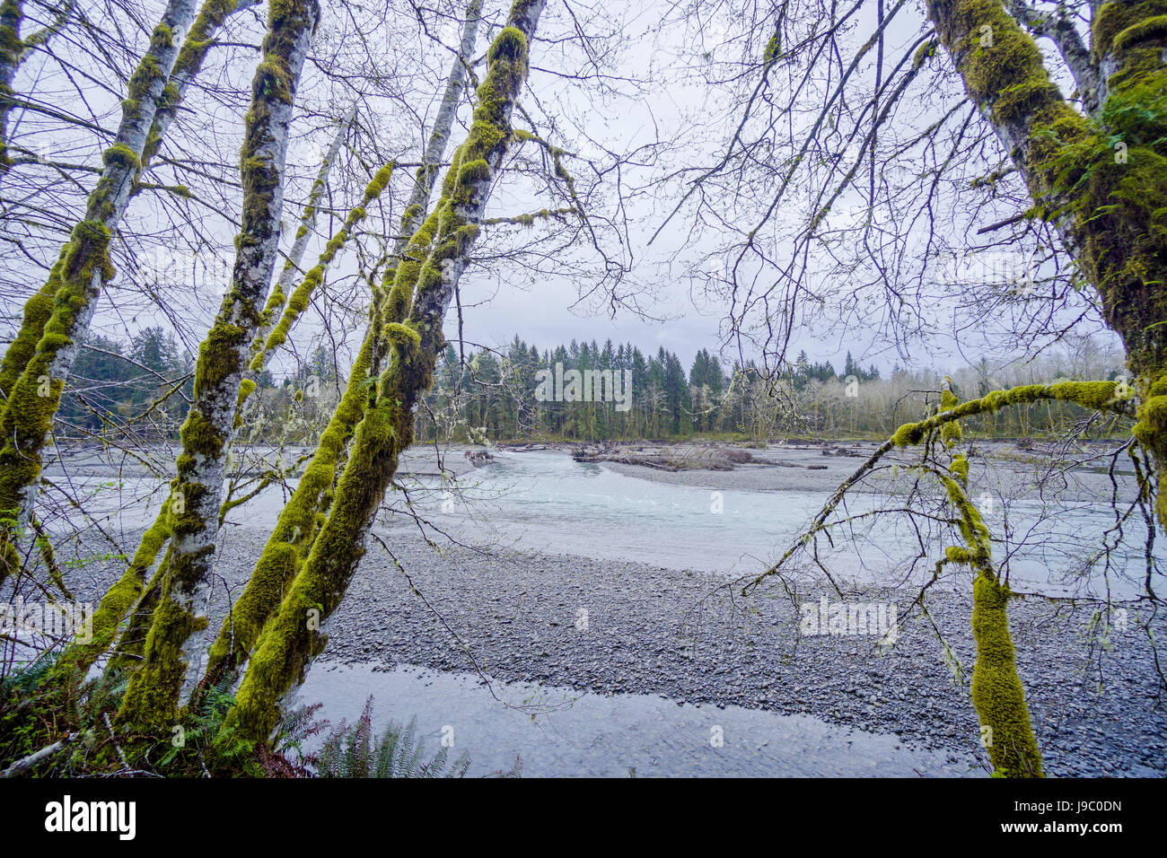 Beautiful rain forest trees at Hoh River FORKS WASHINGTON Stock