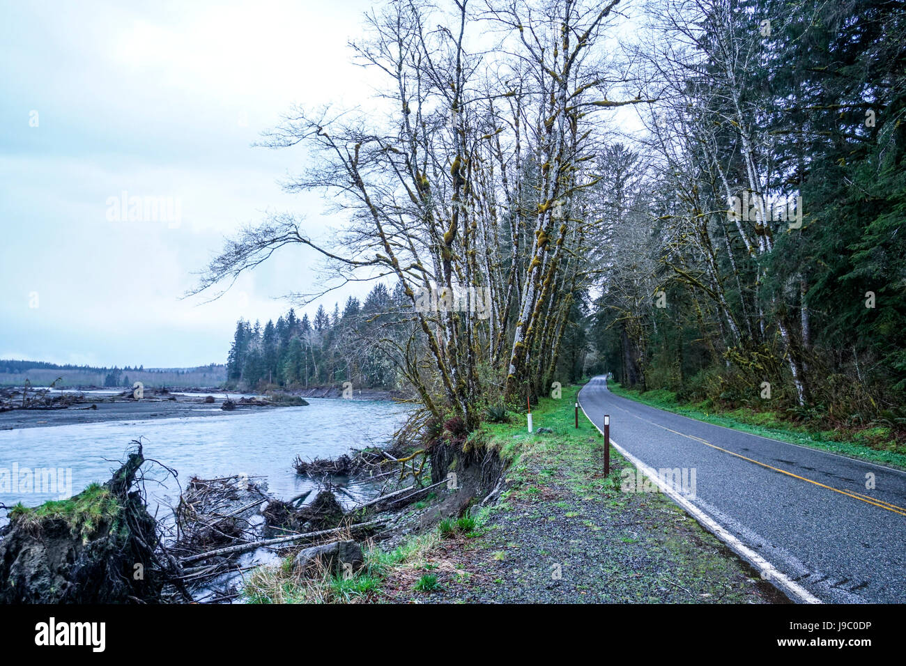 Beautiful rain forest trees at Hoh River - FORKS - WASHINGTON Stock ...