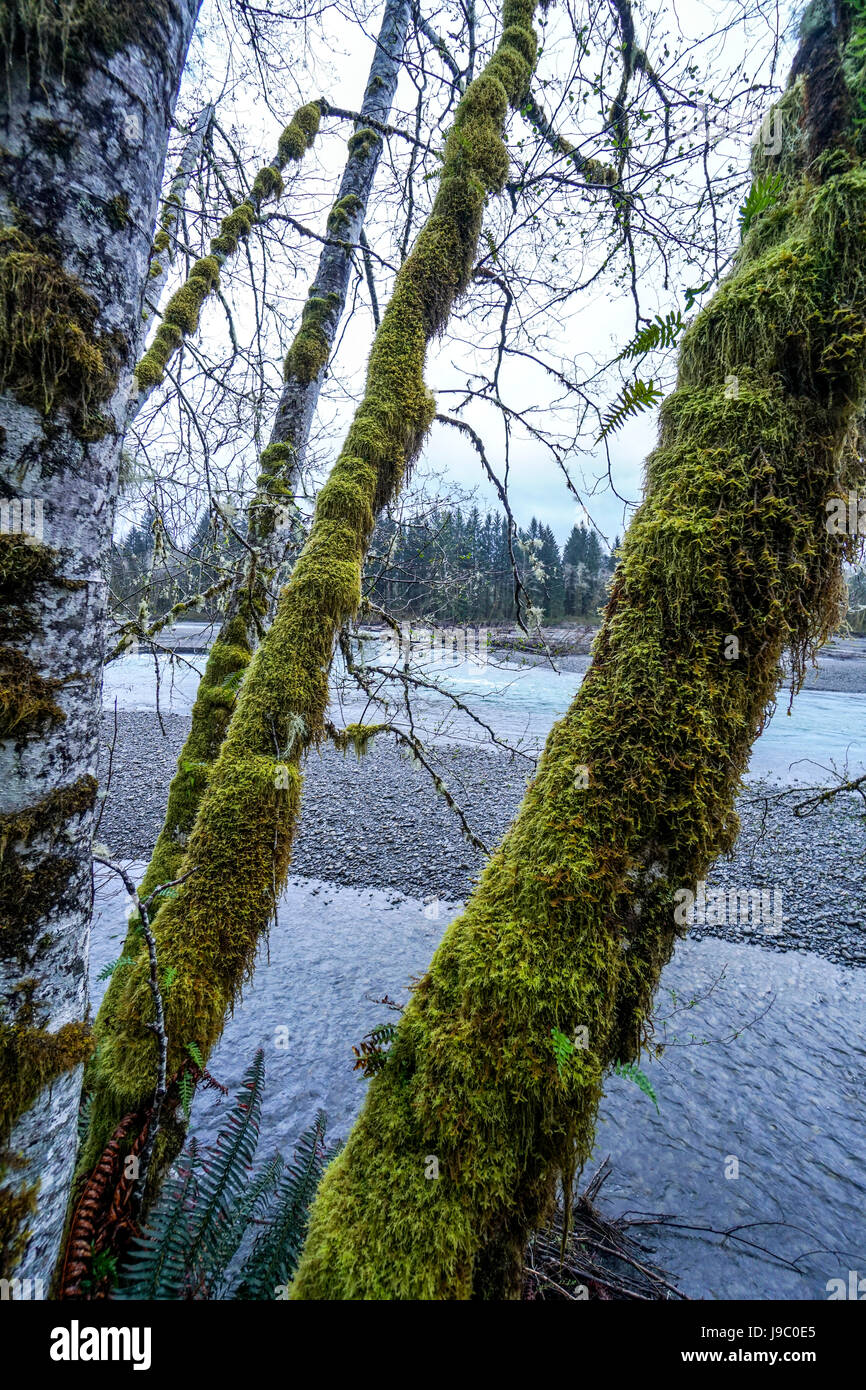 Beautiful rain forest trees at Hoh River FORKS WASHINGTON Stock