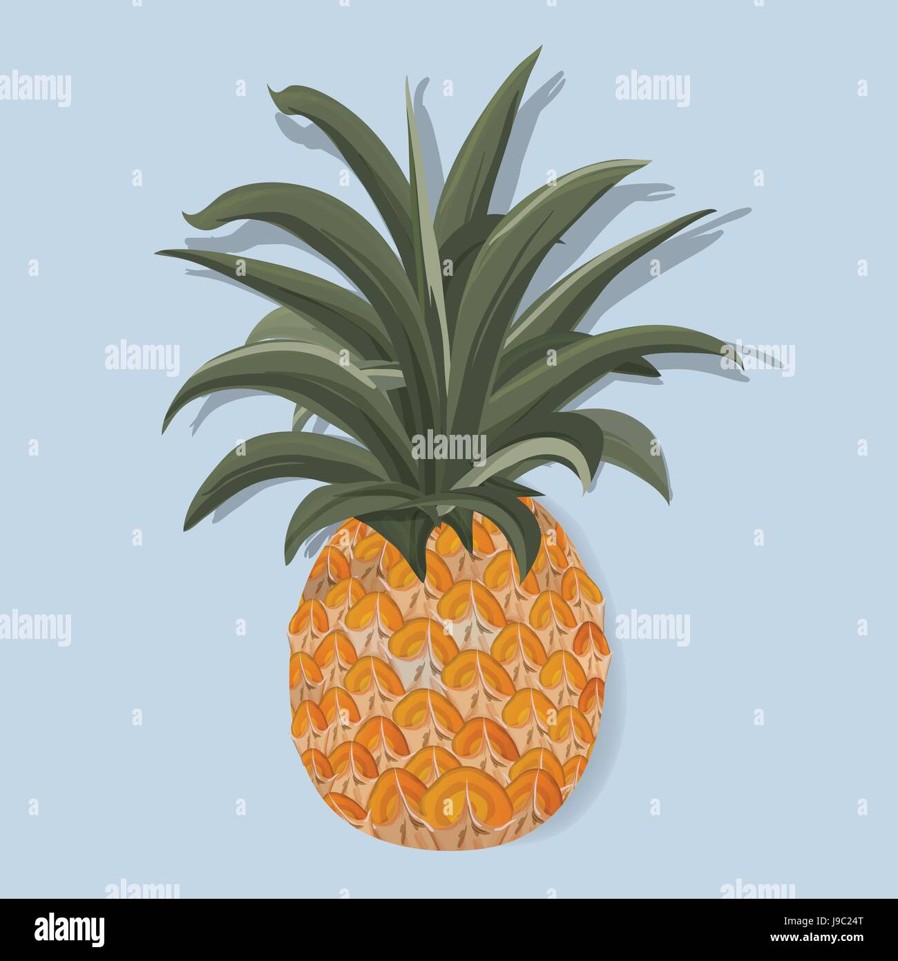 Fresh Pineapple Tropical Fruit Vector Illustration Stock Vector Image ...