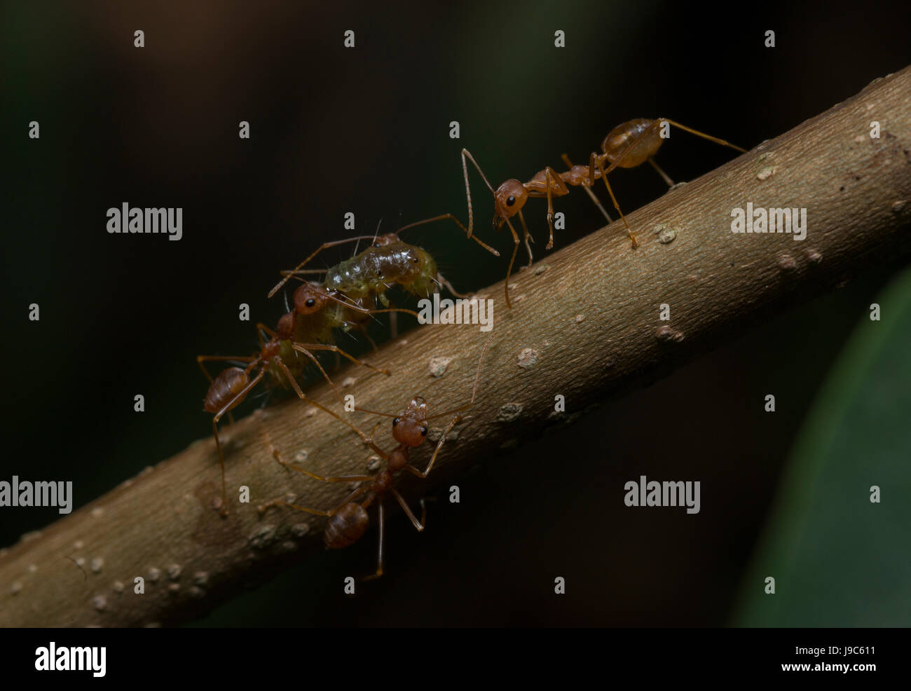 Ants carrying food hires stock photography and images Alamy