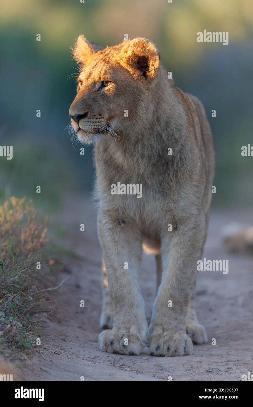 Adult lioness walks towards you on a sandy track, the warm morning light highlights her forehead.  Green bush out of focus in the background. Stock Photo