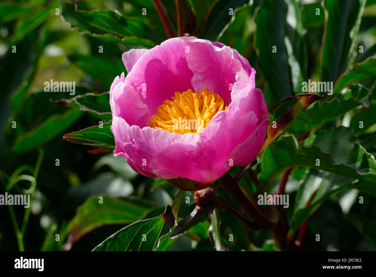 Peony flower (Paeonia) in bloom (Suzanne's vegetable garden, Le Pas, Mayenne, France). Stock Photo