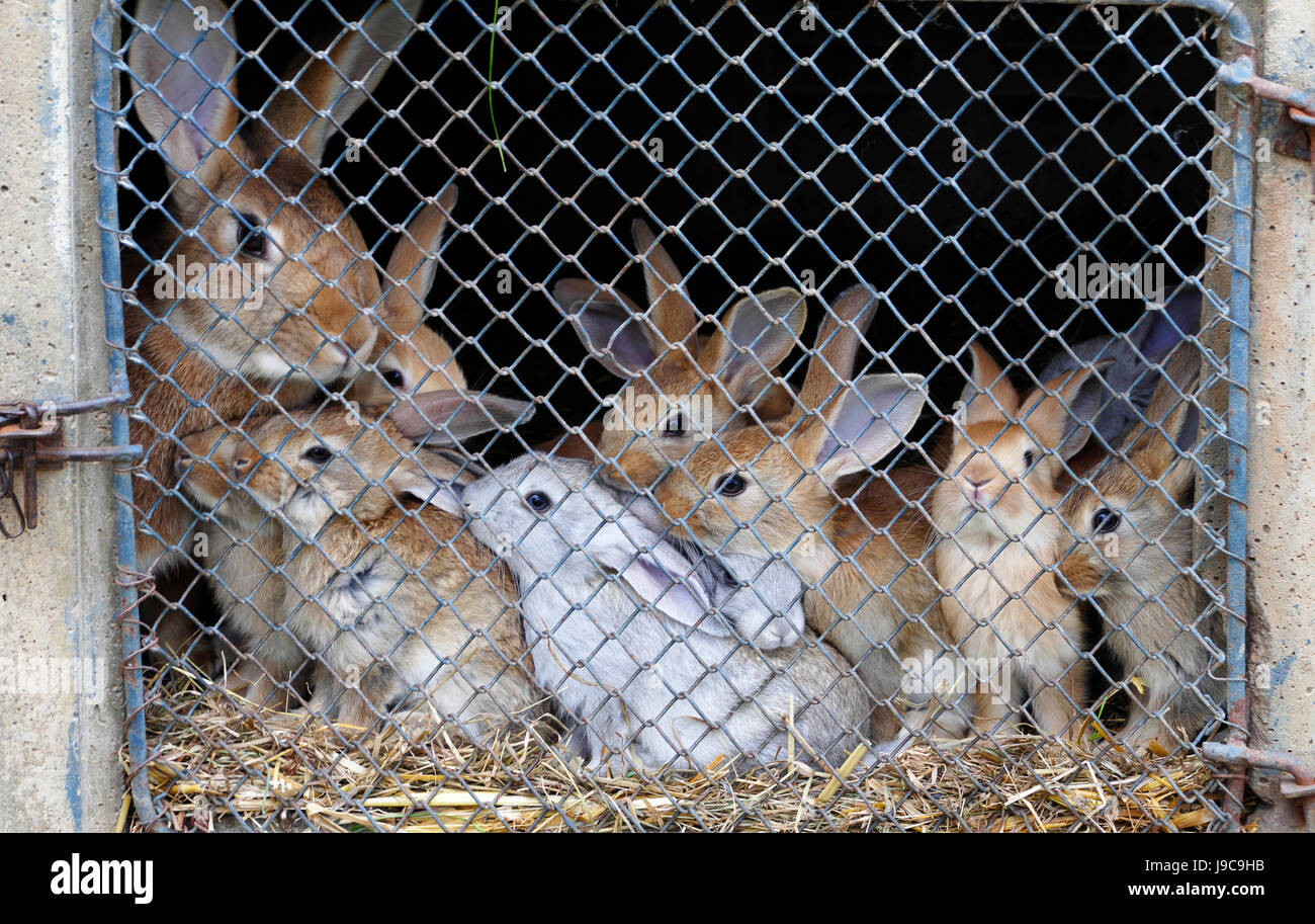 Rabbit breeding, rabbit hutch in an old farm (North Mayenne, Loire country, France). Stock Photo