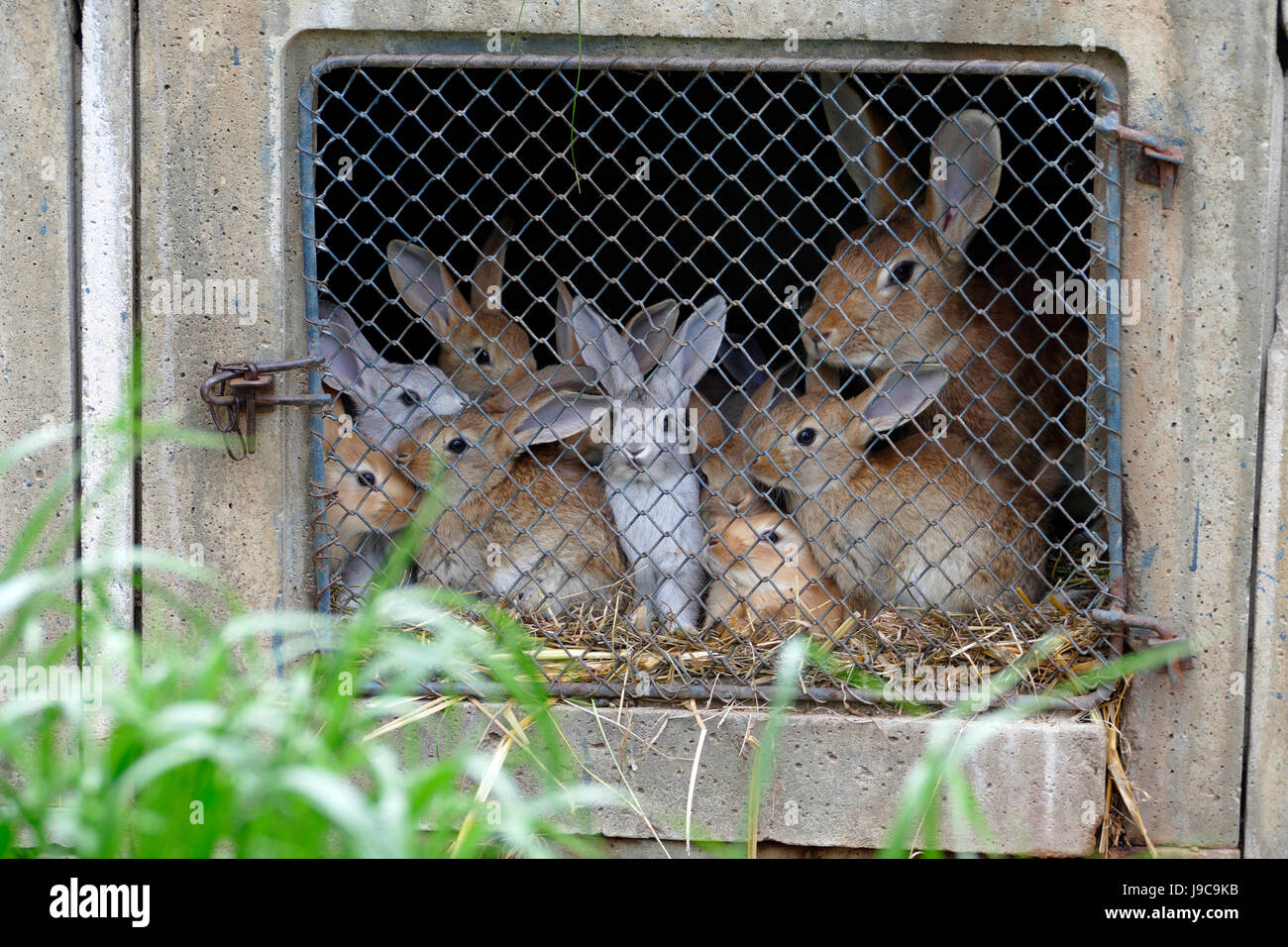 Rabbit Breeding Hi Res Stock Photography And Images Alamy