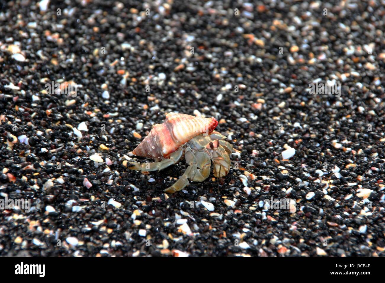 eye, organ, antenna, crab, leg, hermit, hermit crab, red, house