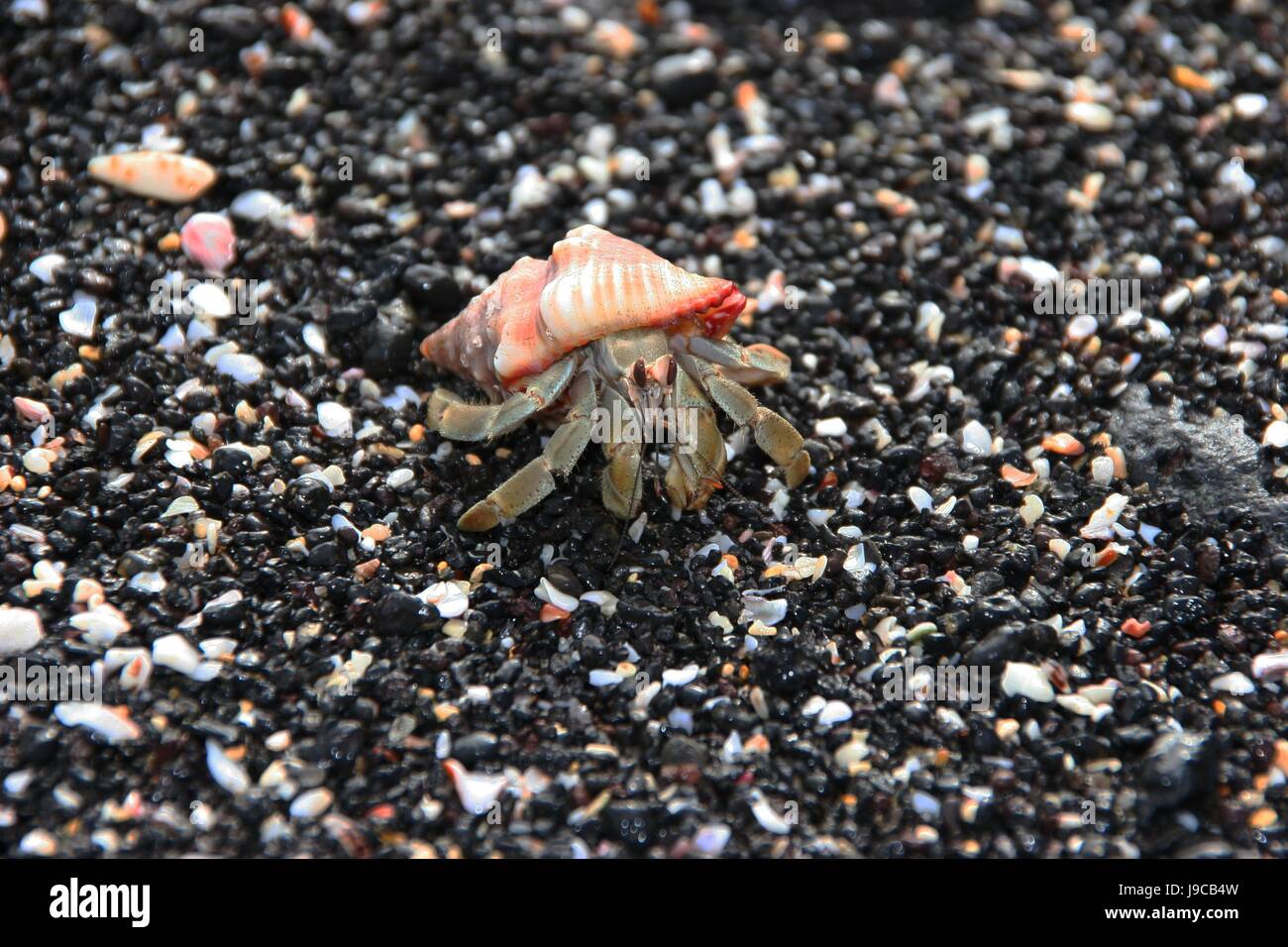 eye, organ, antenna, crab, leg, hermit, hermit crab, red, house