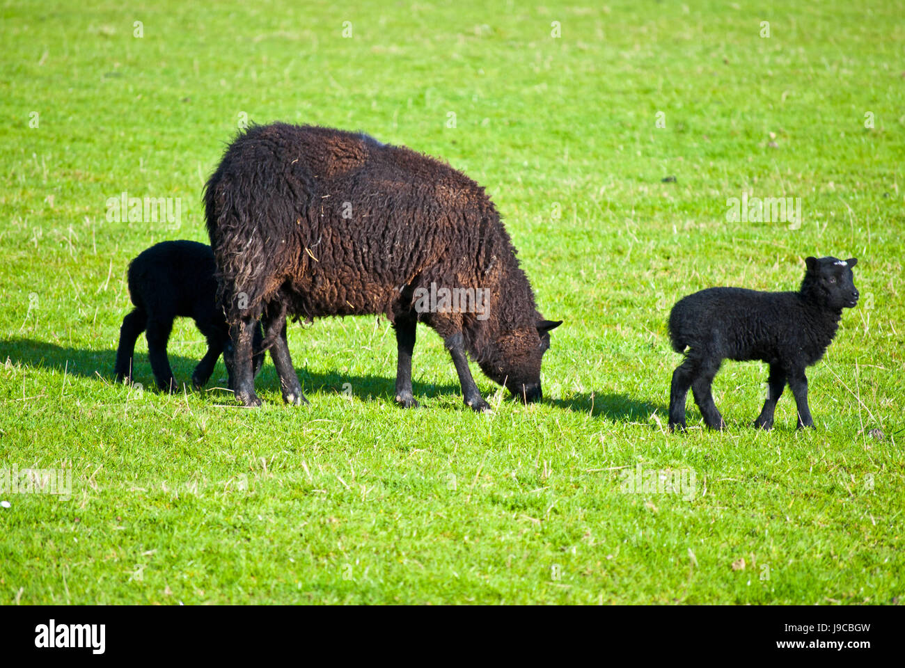 animal, animals, black, swarthy, jetblack, deep black, sheep, wool, livestock, Stock Photo