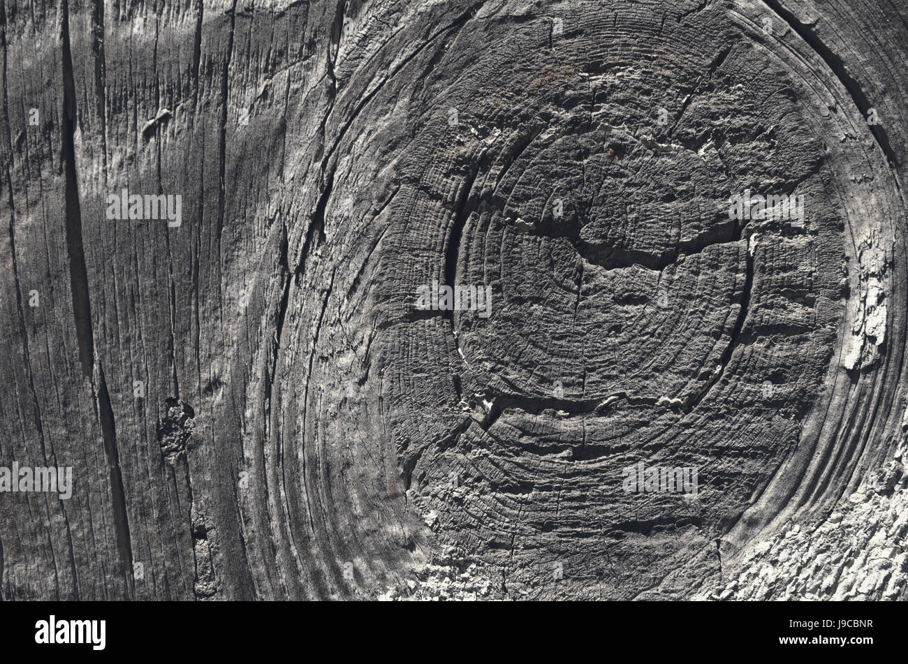 Texture of wooden rings. Wood surface natural dark color Stock Photo ...