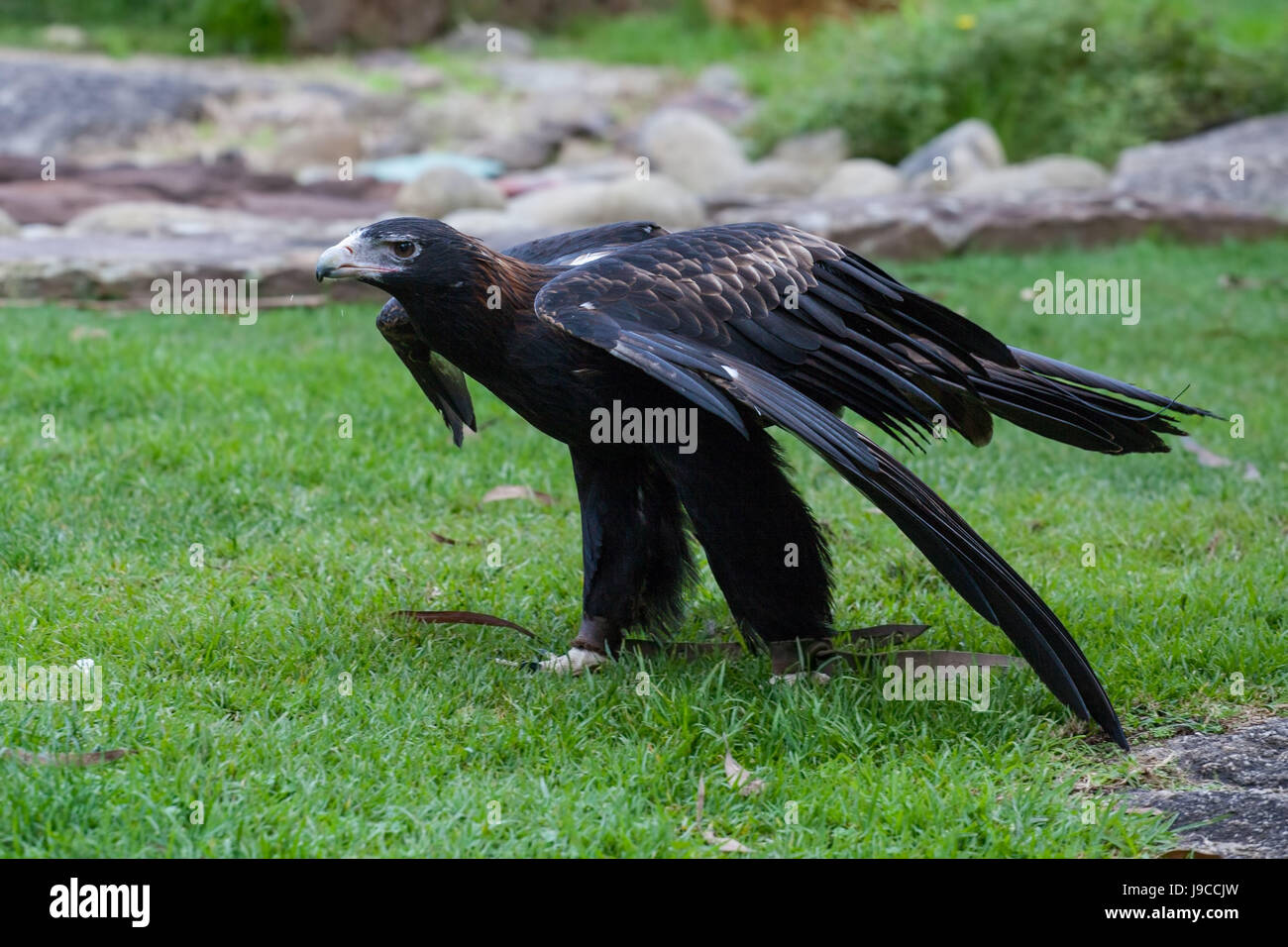 Wedge tail eagle hi-res stock photography and images - Alamy