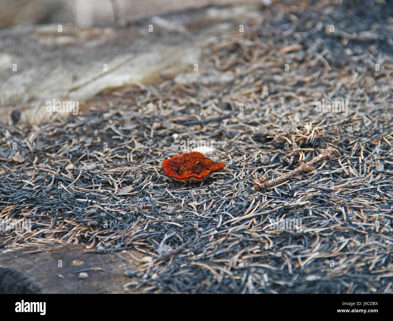 Verbrannte Erde High Resolution Stock Photography and Images - Alamy