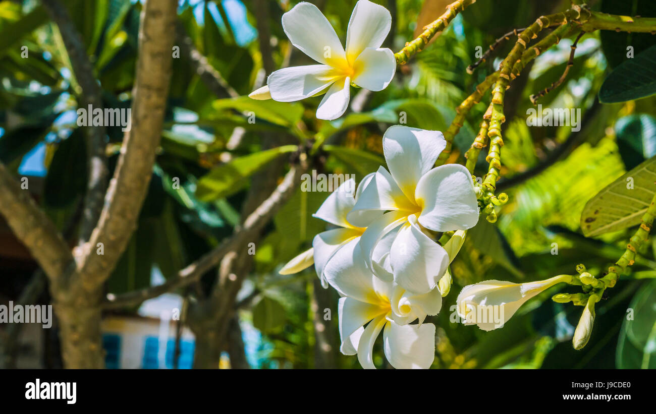 Brunch of white of tiare flowers at green outdoors background Stock Photo