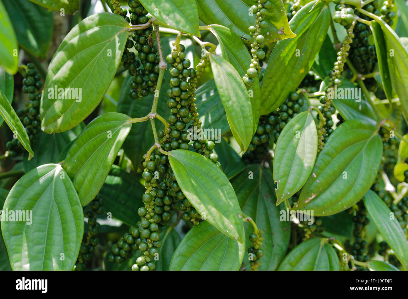 Pfefferanbau hi-res stock photography and images - Alamy
