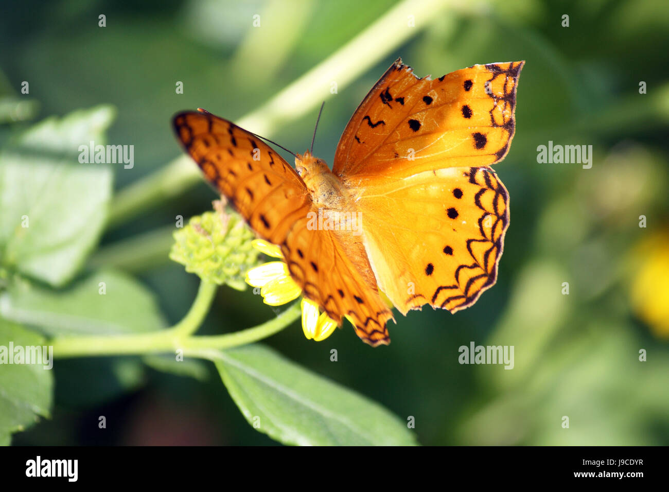 insect, flower, plant, butterfly, spring, pollen, petal, travel, detail, Stock Photo