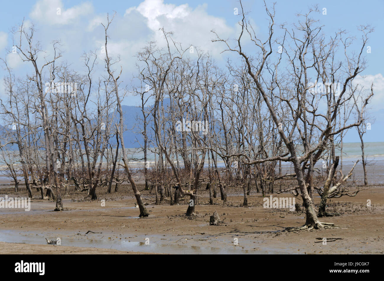 tree, mangrove, plant, nature, environment, enviroment, asia, borneo, Stock Photo