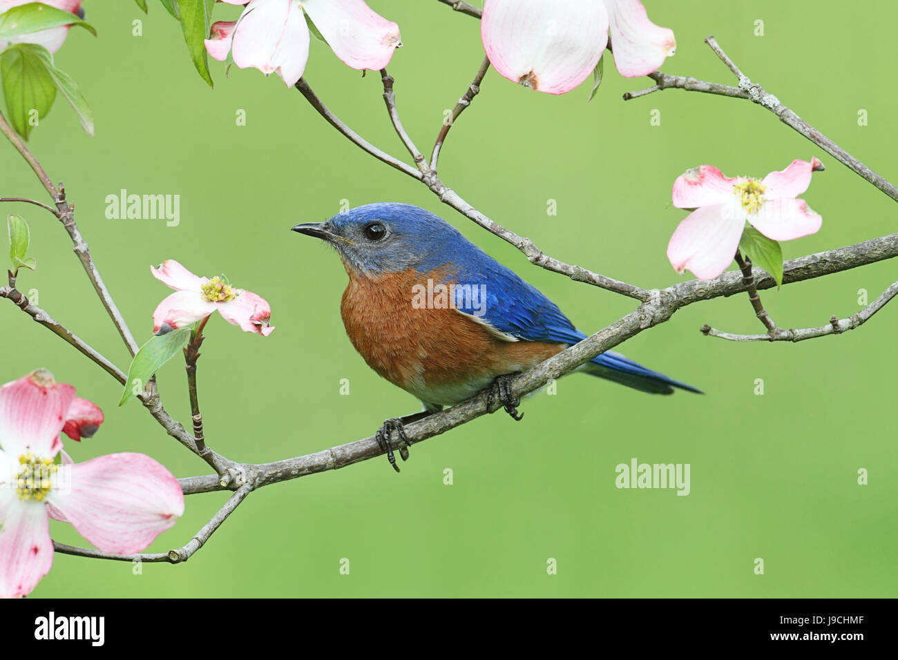blue, bird, wild, nature, blue, animal, bird, flower, plant, fauna, wild, Stock Photo