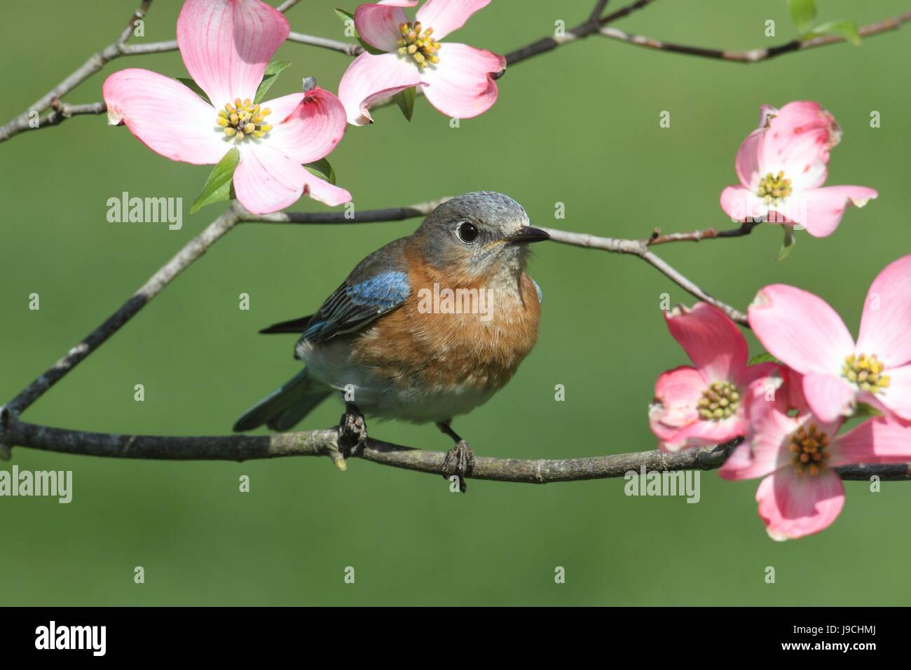 blue, bird, wild, nature, blue, animal, bird, flower, plant, fauna, wild, Stock Photo