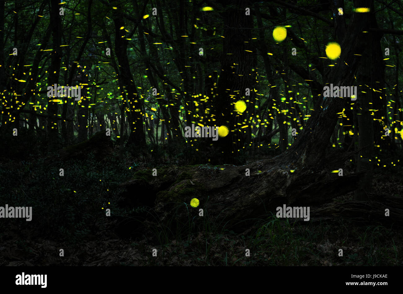 Fireflies/ Night in the forest with fireflies Stock Photo