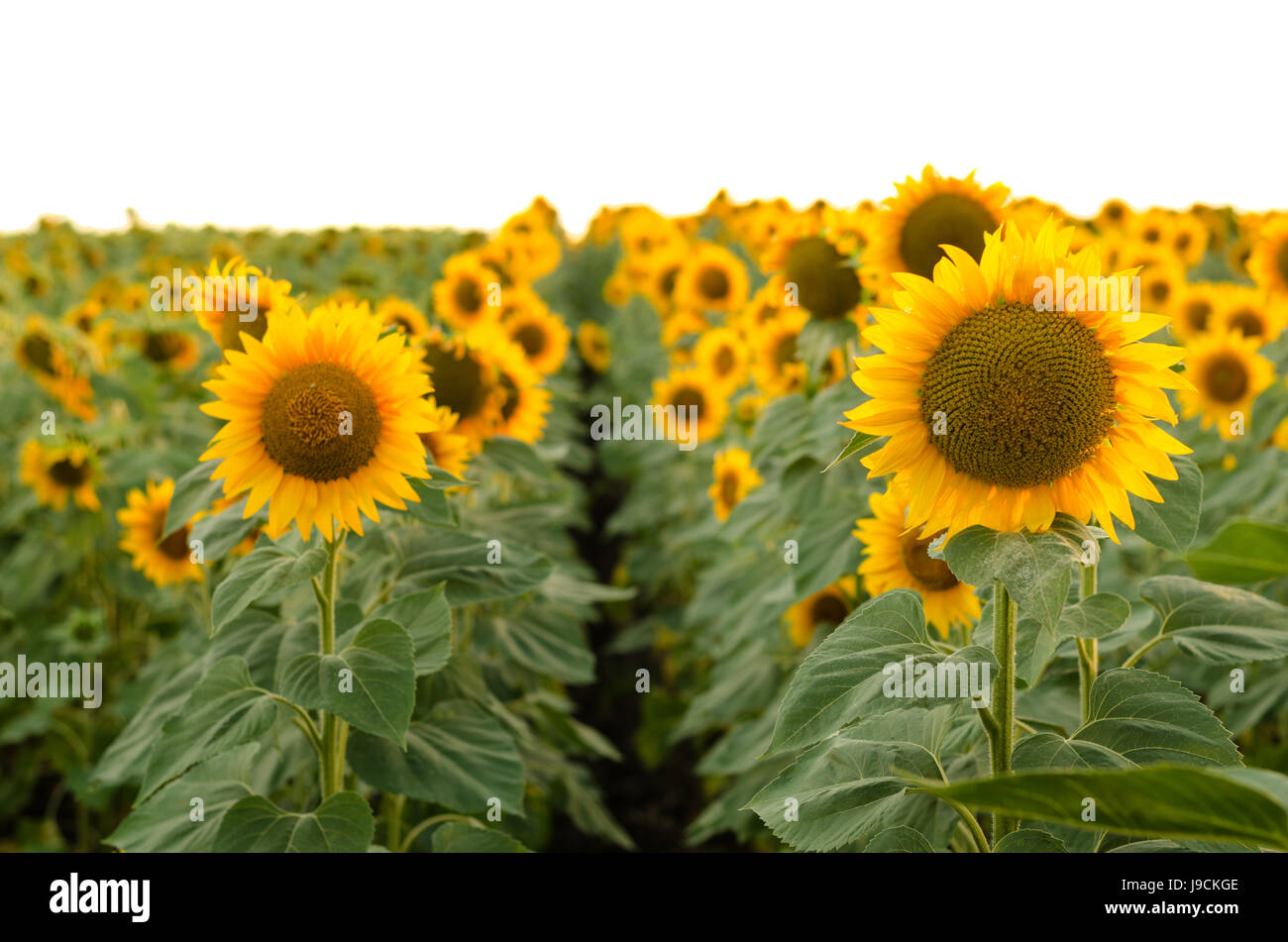 Beautiful sunflowers in the field Stock Photo