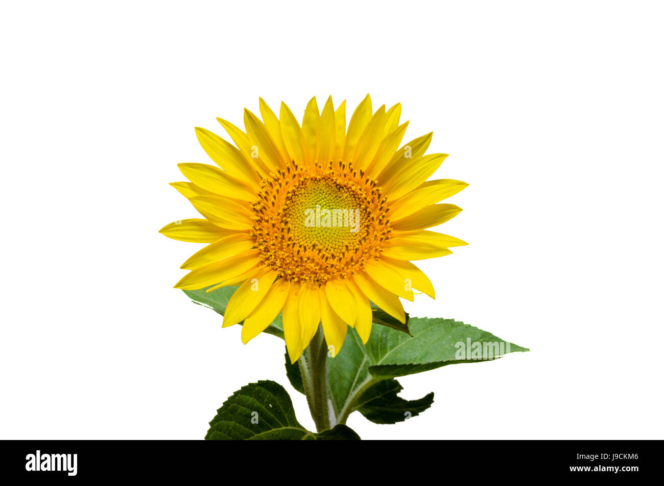 Sunflower isolated on white a background. Stock Photo