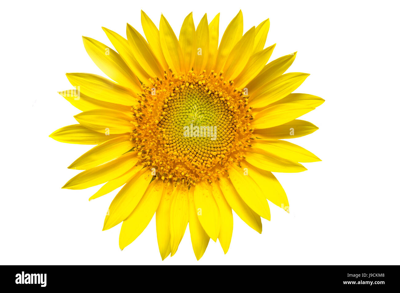 Sunflower isolated on white background Stock Photo - Alamy