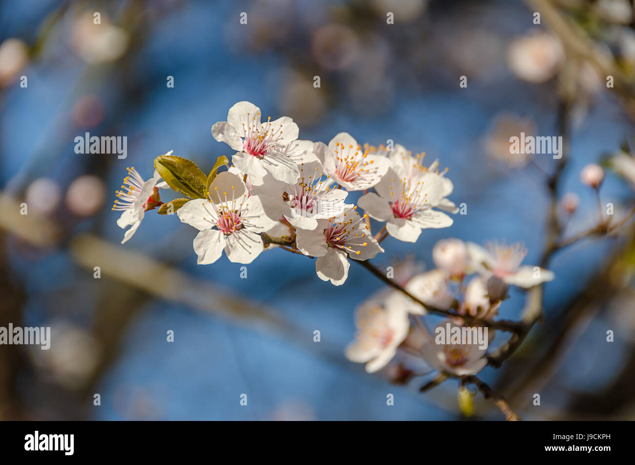 cherry blossoms Stock Photo