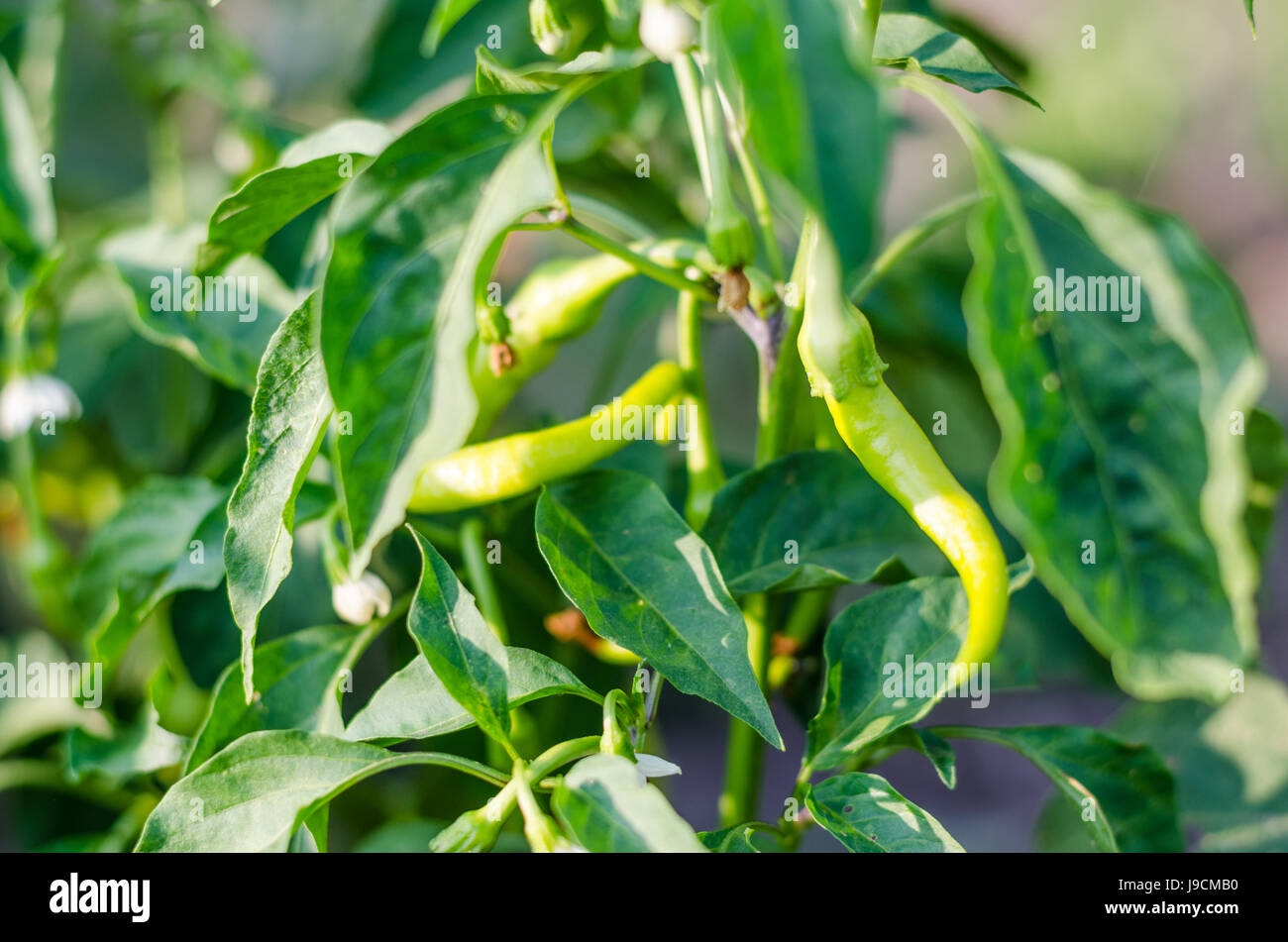 Chilpete growing chili peppers. Close up Stock Photo - Alamy