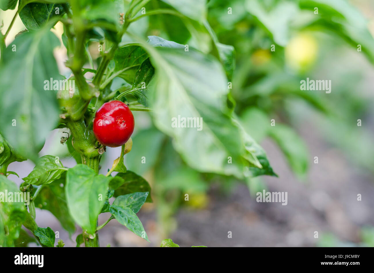 Little cute red Chiltepin ornamental pepper Stock Photo