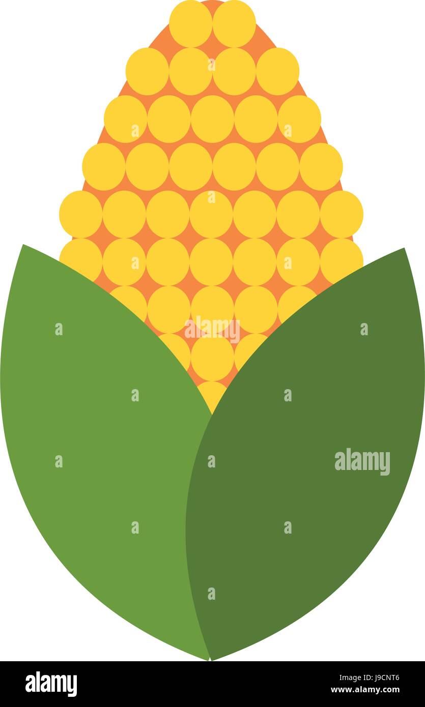 vegetables flat illustration Stock Vector Image & Art - Alamy