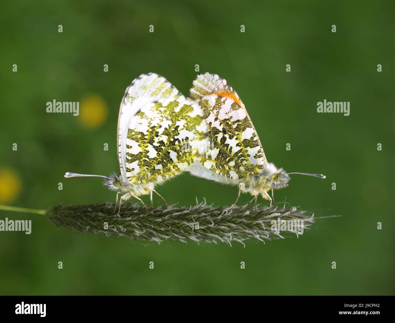 insect, butterfly, albino, garden, insect, insects, butterfly, blank, european, Stock Photo