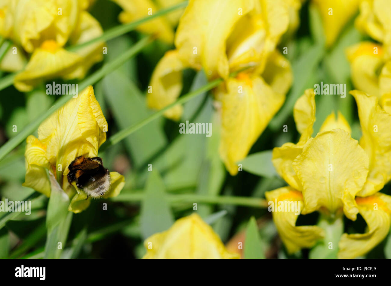 lily, mini, lilies, iris, irises, leaf, macro, close-up, macro admission, close Stock Photo