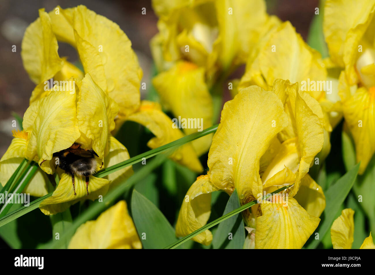 lily, mini, lilies, iris, irises, leaf, macro, close-up, macro admission, close Stock Photo