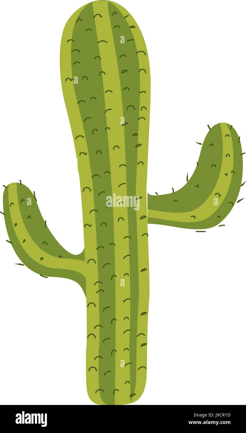 beautiful cactus plant of desert Stock Vector Image & Art - Alamy