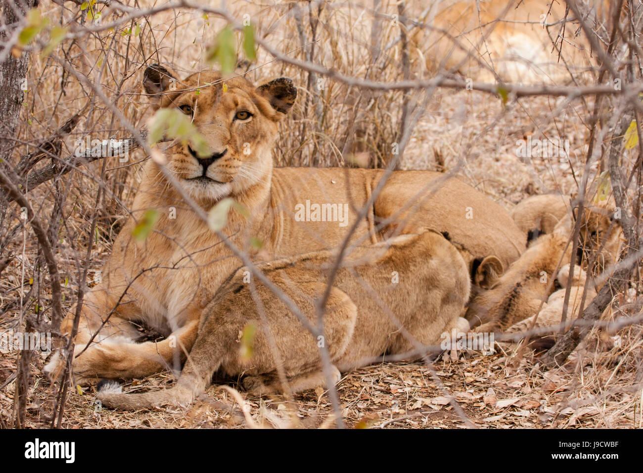 lioness with cub (panthera leo Stock Photo - Alamy