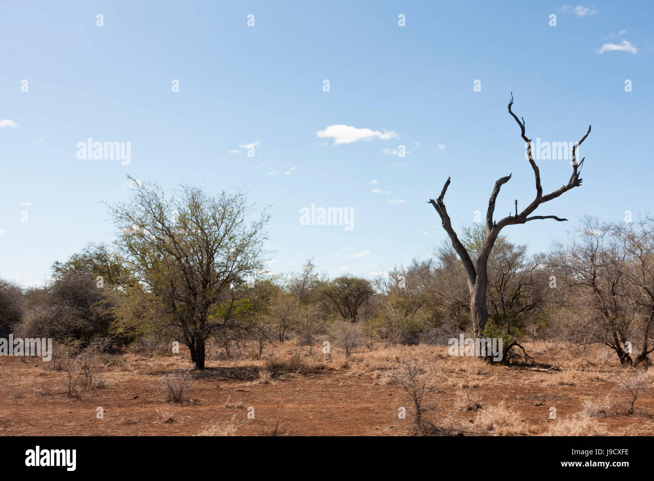 horizontal, tree, trees, africa, dust, flora, botany, bushes ...