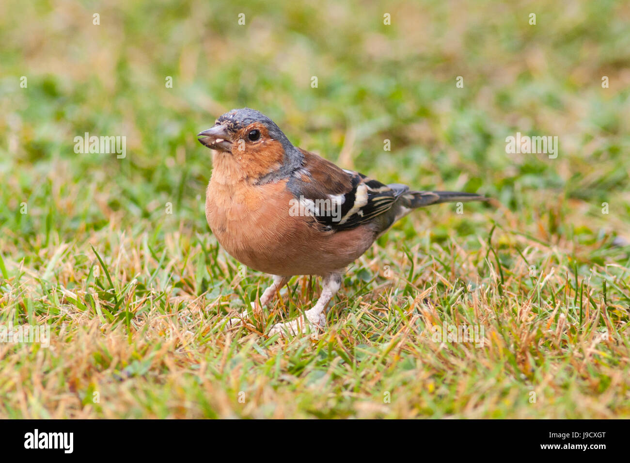 A male Chaffinch (Fringilla coelebs) with deformed feet in the uk Stock Photo