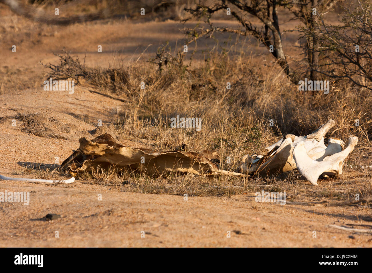 vereendestes animal in the bush of south africa Stock Photo