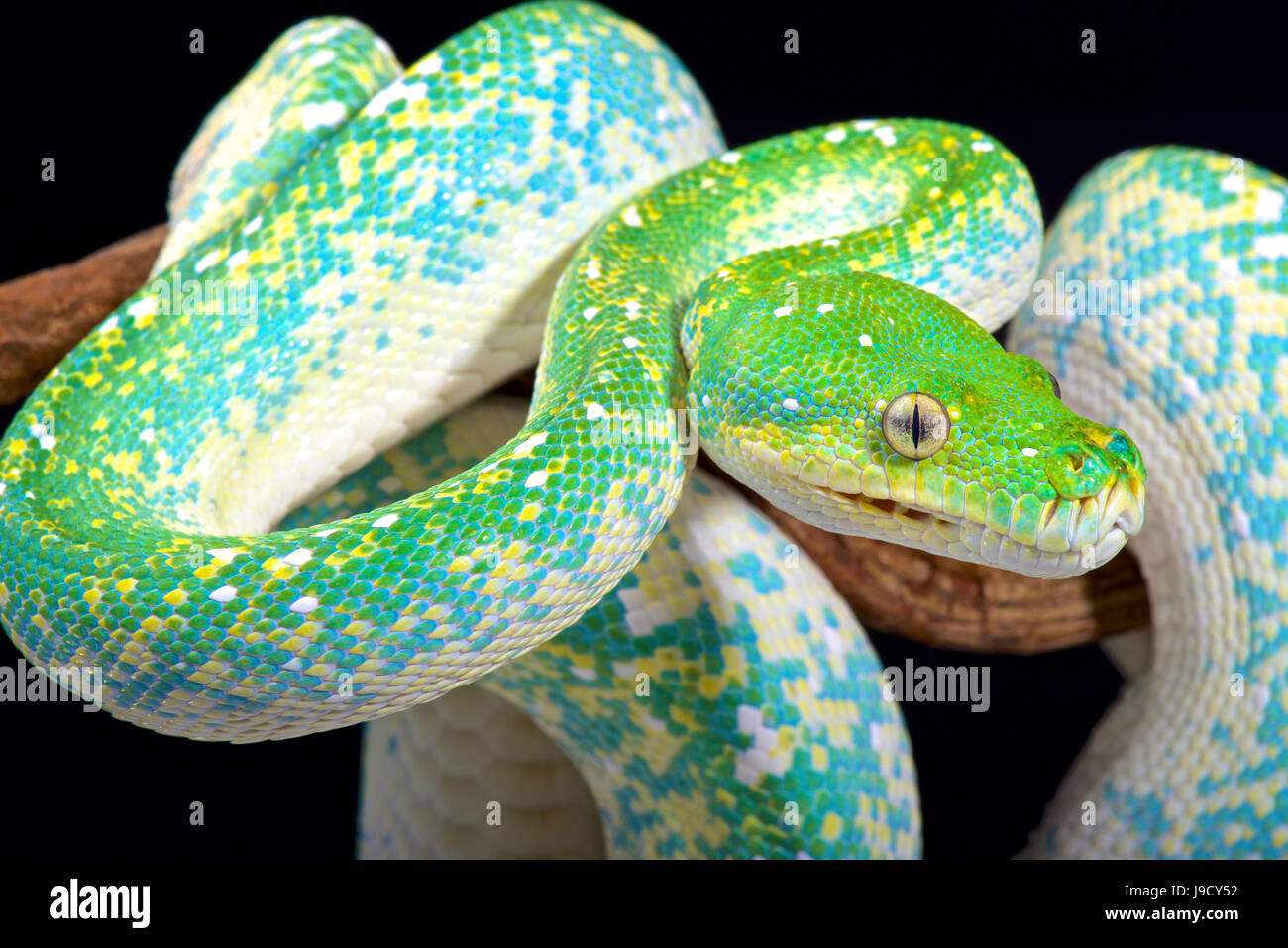 Green tree python, Morelia viridis Stock Photo - Alamy
