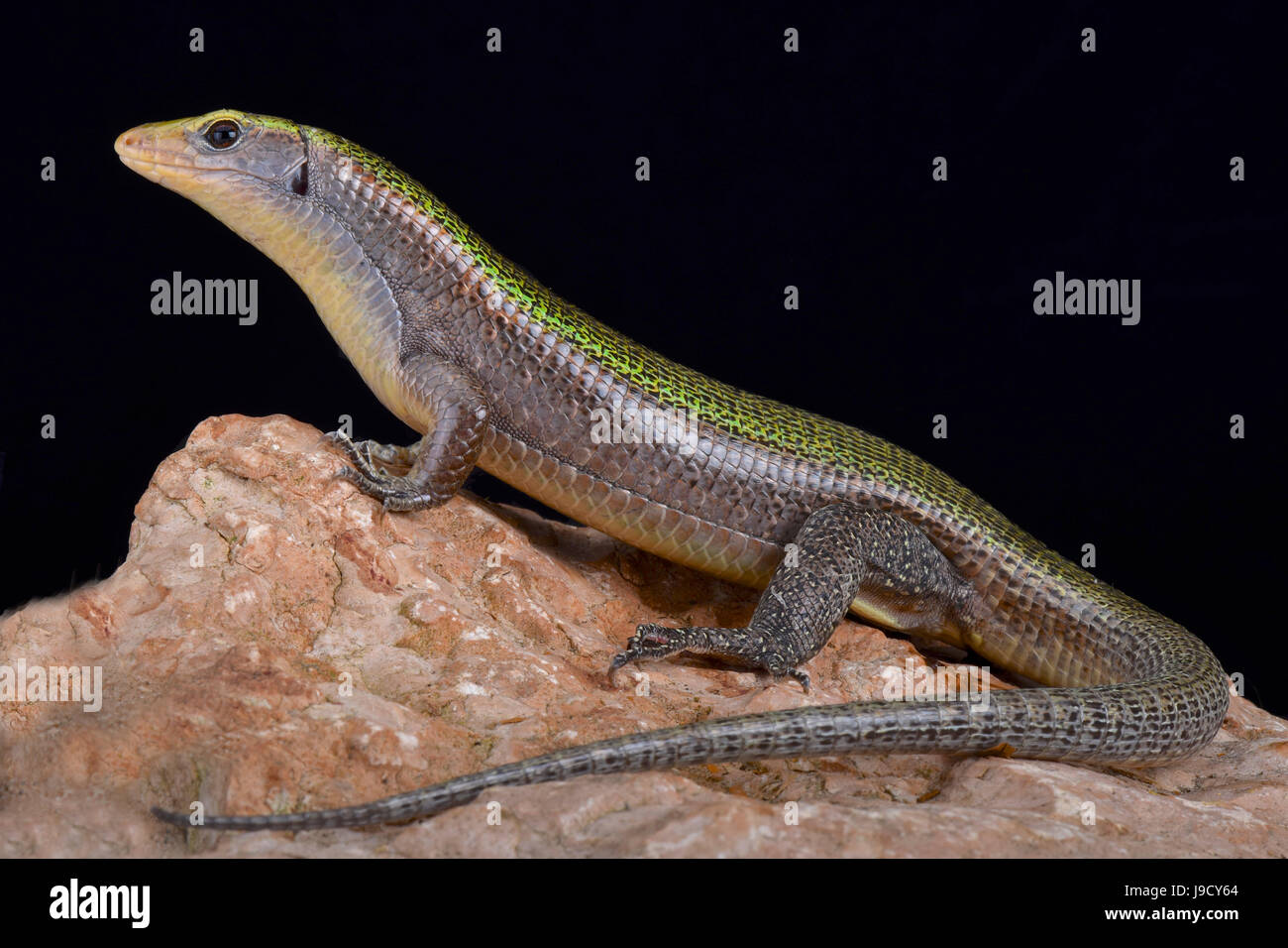 Green Madagascar girdled lizard, Zonosaurus haraldmeieri Stock Photo