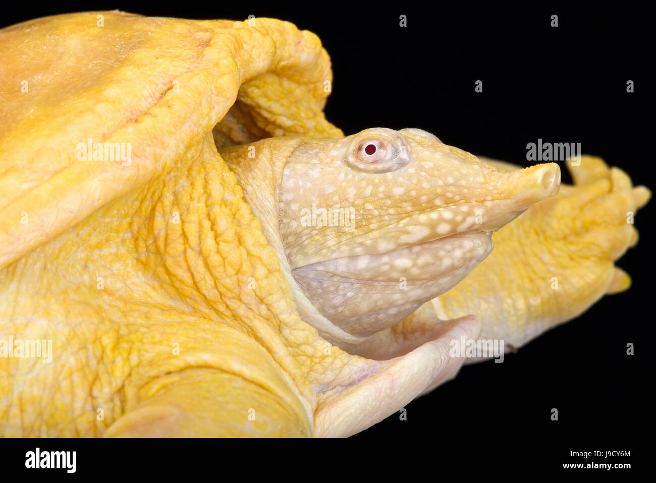 Asiatic softshell turtle, Amyda cartilaginea, albino Stock Photo