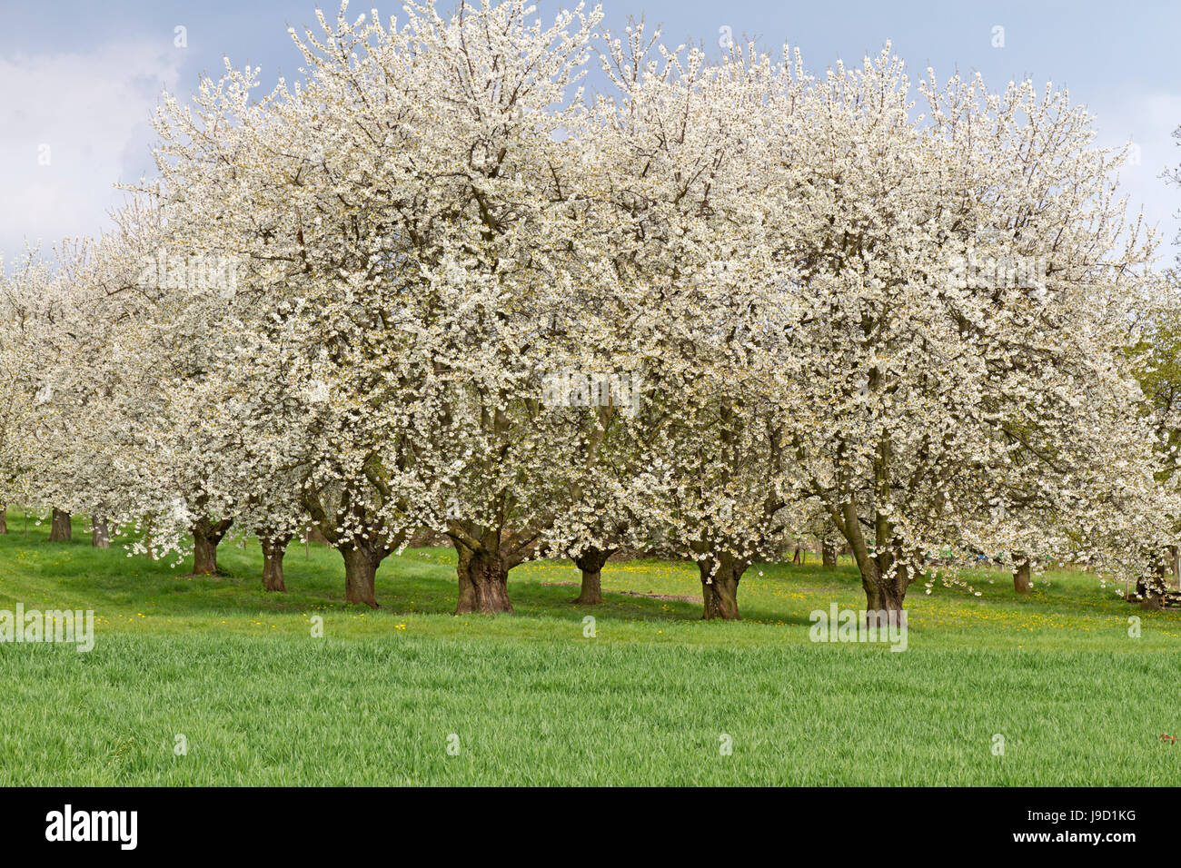 tree, bloom, blossom, flourish, flourishing, cherry blossom, cherry tree, some, Stock Photo