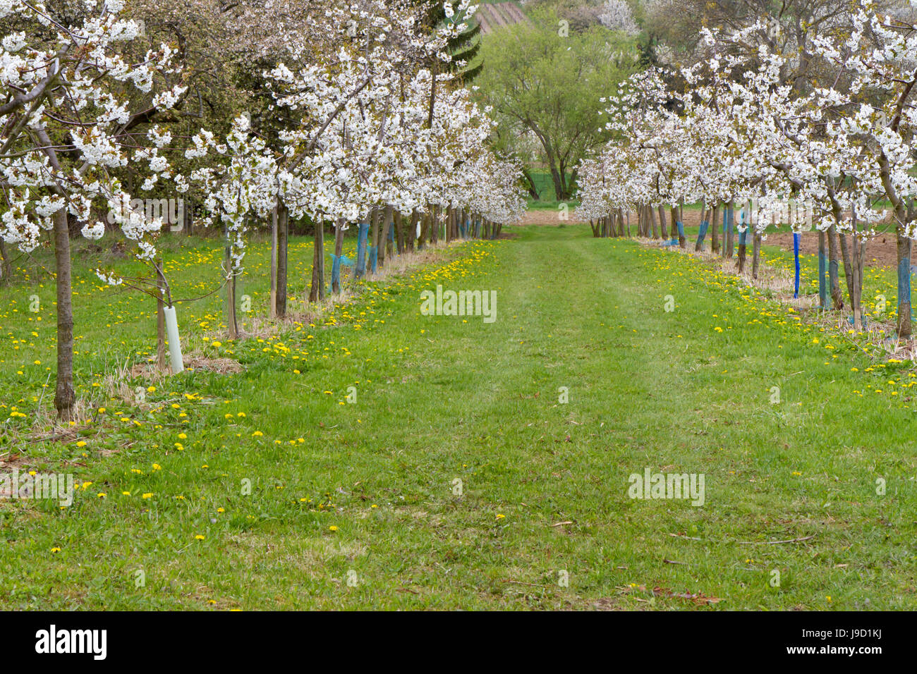 tree, bloom, blossom, flourish, flourishing, cherry blossom, cherry tree, some, Stock Photo