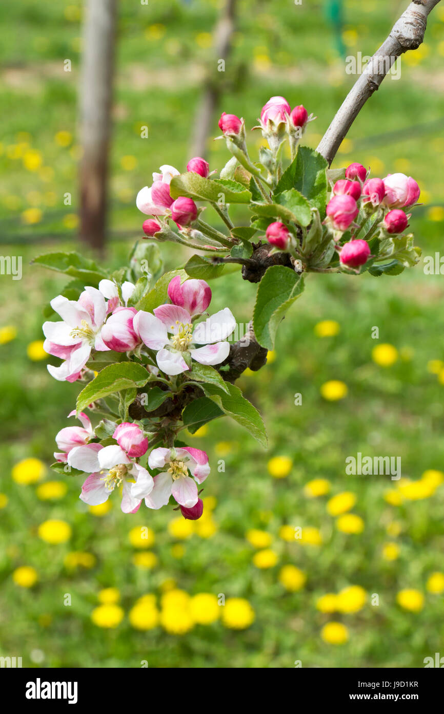 spring, apple tree, apple blossom, tree, green, bloom, blossom, flourish, Stock Photo
