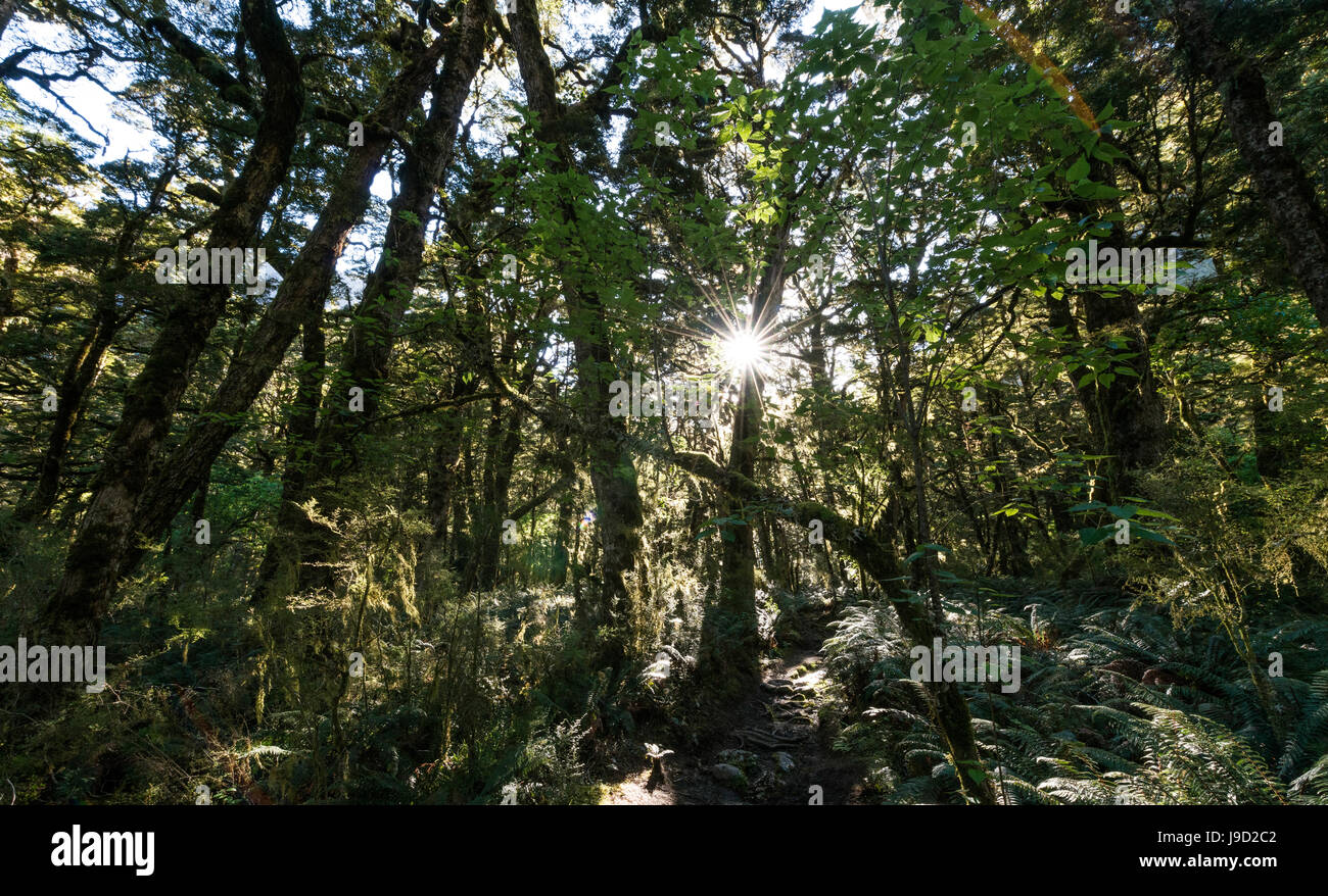 Sun shining through canopy, moderate rainforest, Kepler Track, Fiordland National Park, Southland, New Zealand Stock Photo