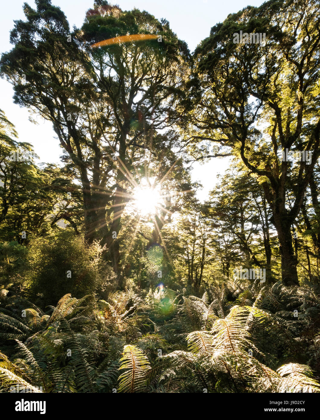 Sun shining through canopy, moderate rainforest, Kepler Track, Fiordland National Park, Southland, New Zealand Stock Photo