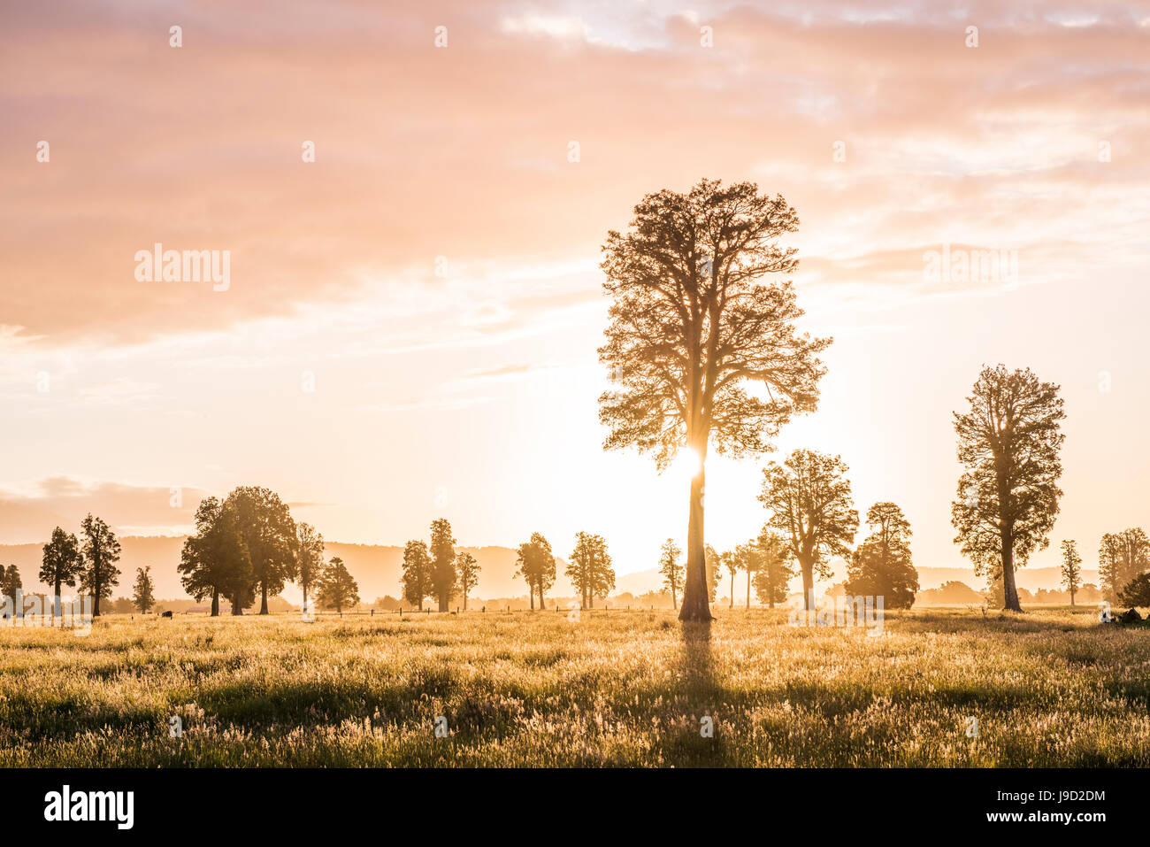 Landscape, single trees in a meadow, backlit, West Coast, New Zealand Stock Photo